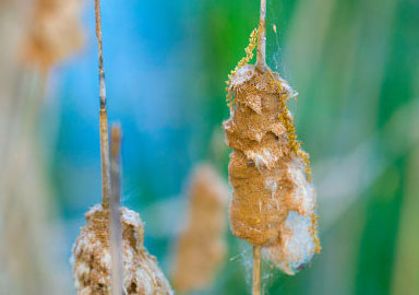在线呼叫网页版软件